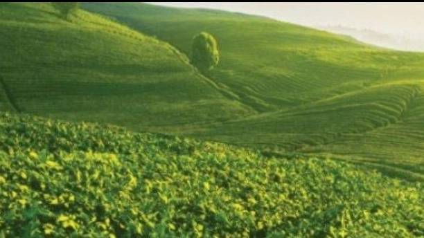 شرکت آرمین سبز سیدا